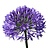 Agapanthus (Liefdesbloem)