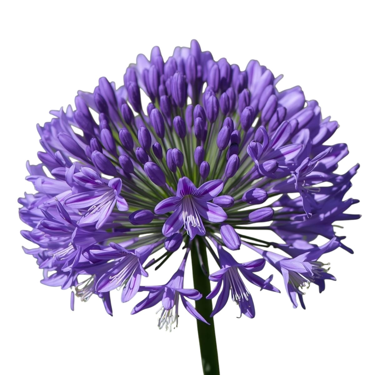 Agapanthus (Lily of the Nile): Summer Allure | B2B Flowers