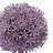 Allium (Ail ornemental)