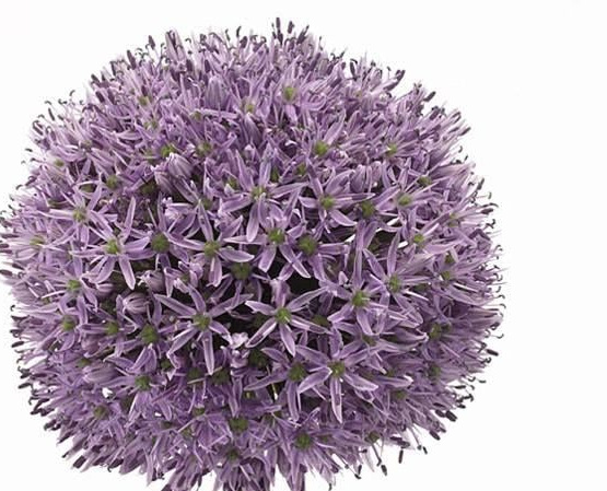 Allium (Ornamental Onion): Graphic Statements for B2B | B2B Flowers