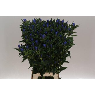 Freshy Gentiana Kagayaki