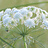 Ammi (Knorpelmöhre)