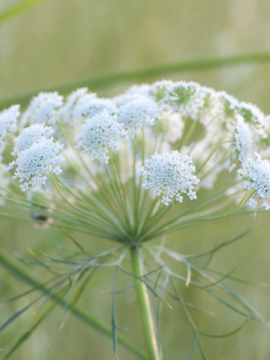 Ammi (Lace Flower): Airy Elegance | B2B Flowers