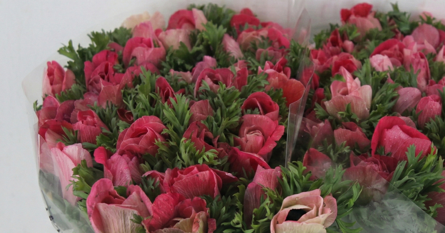 Anemone (Anemone): Colorful Spring Charm for B2B | B2B Flowers