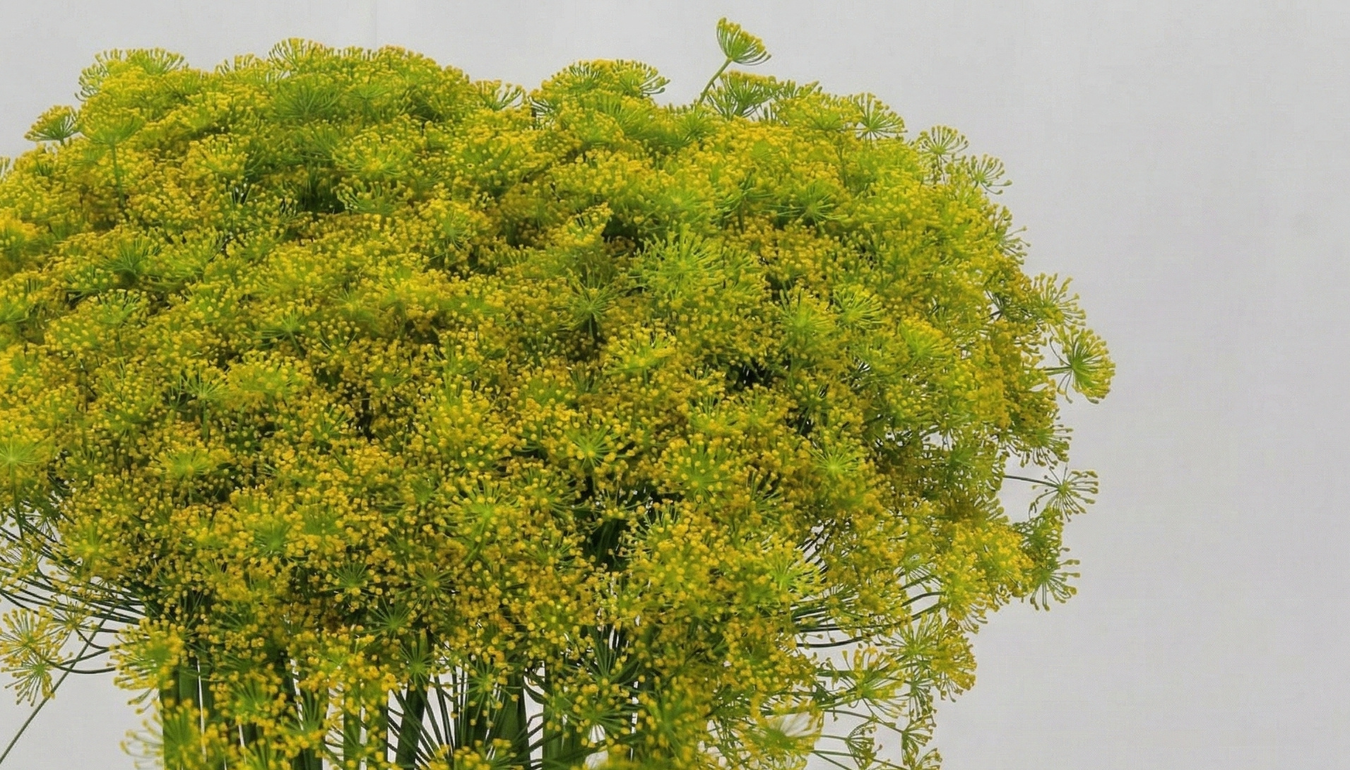 Anethum (Dill): Airy & Spicy Texture for B2B | B2B Flowers