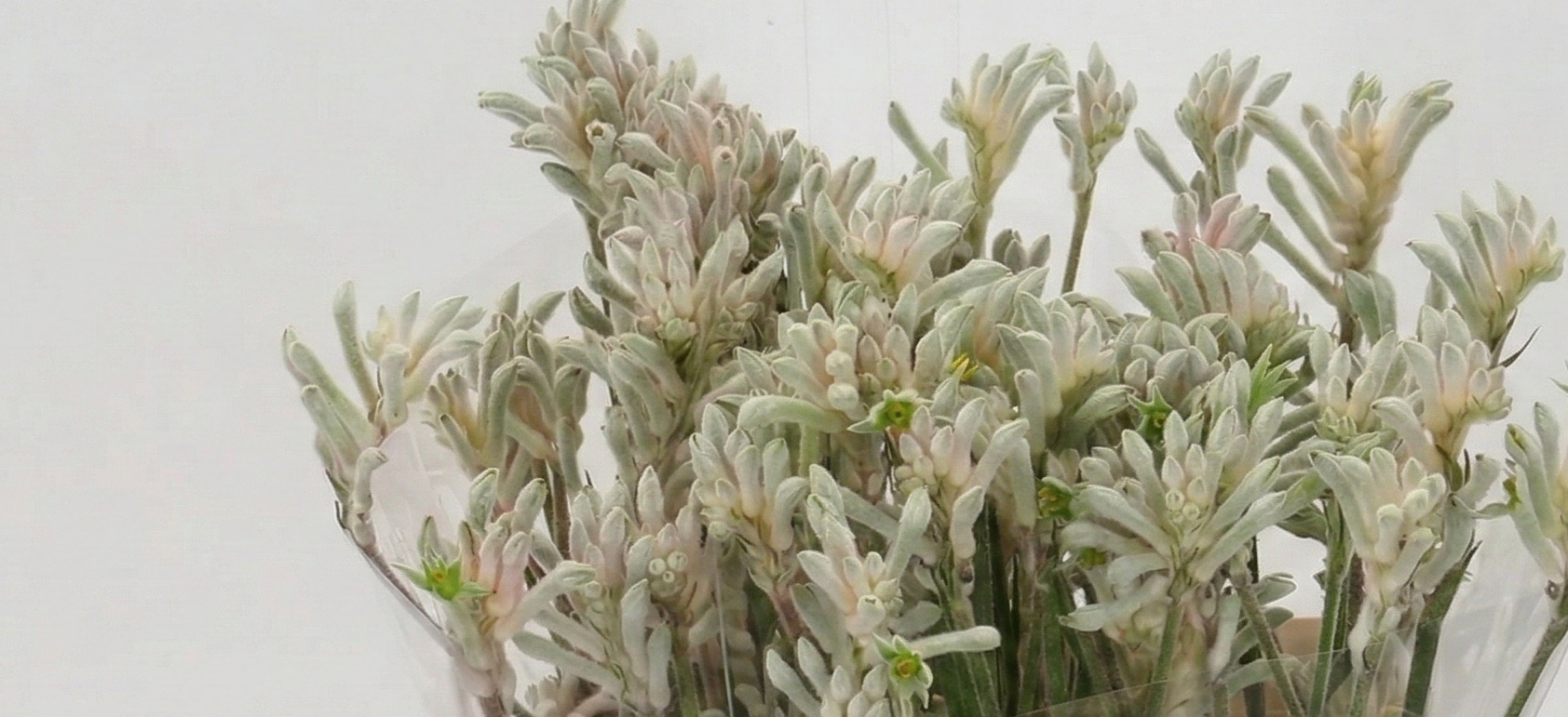 Anigozanthos: Exotic Kangaroo Paw for Your B2B Creations | B2B Flowers