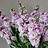 Antirrhinum (Gueule-de-loup)
