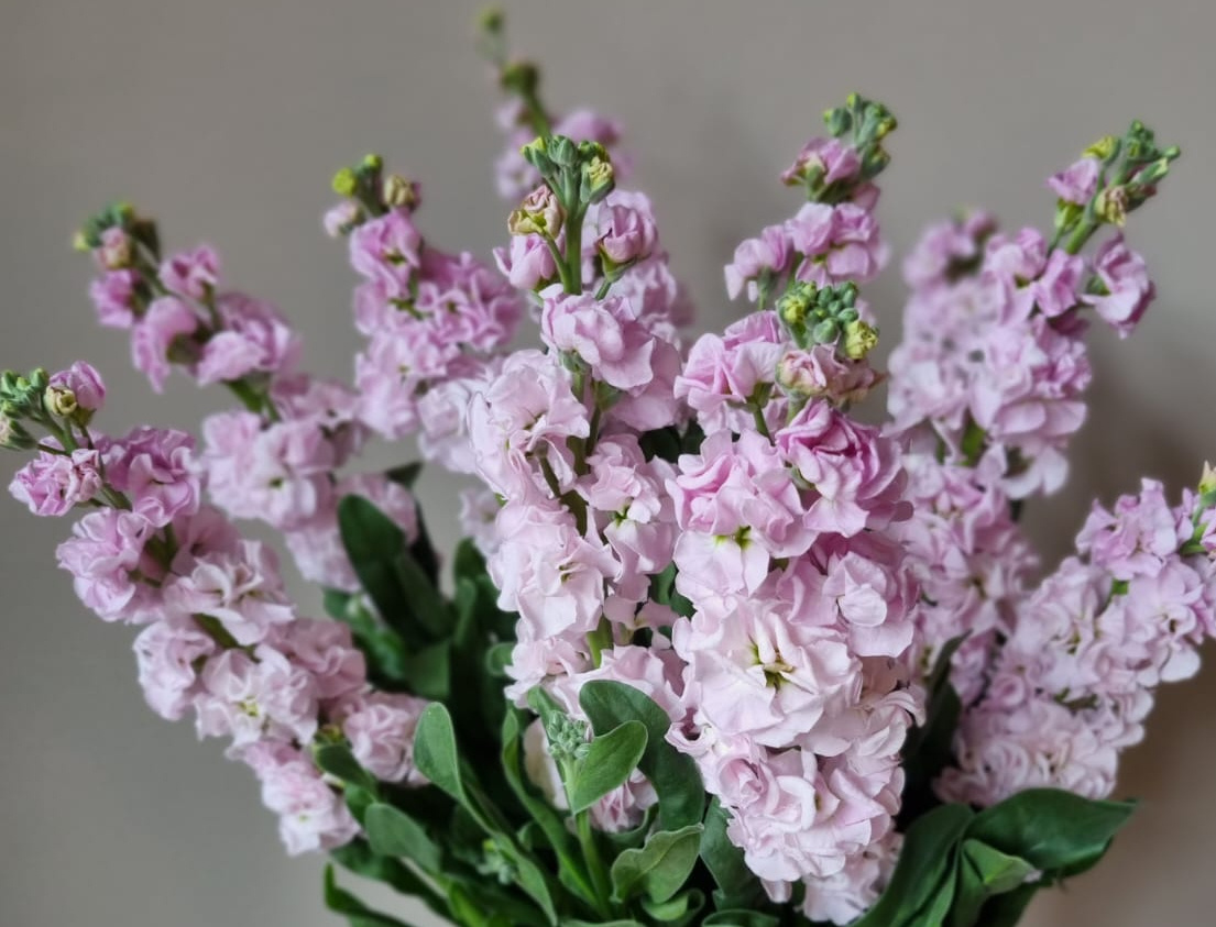 Antirrhinum (Snapdragon): Playful Verticality for Your Creations | B2B Flowers