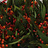 Asclepias (Asclépiade)