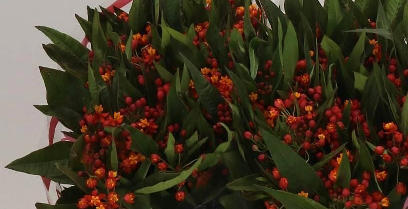 Asclepias (Milkweed): Colorful Globes for Your B2B Designs | B2B Flowers