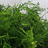 Asparagus (Ornamental)