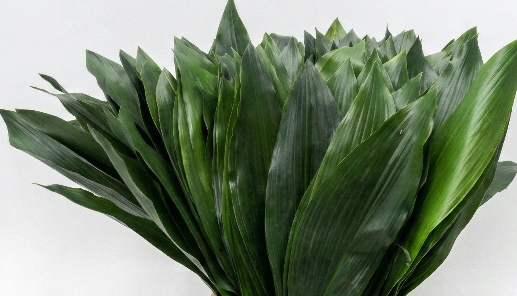 Aspidistra (Cast Iron Plant): Essential Cut Foliage for B2B | B2B Flowers
