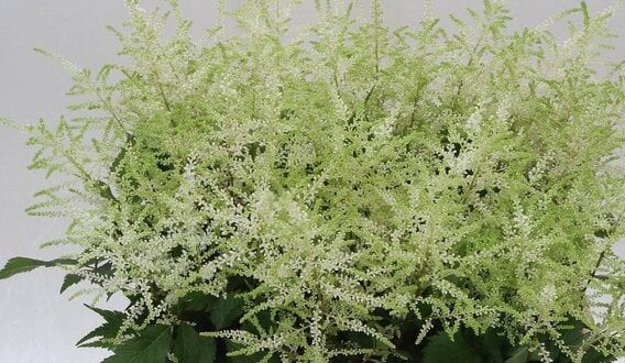 Astilbe: Soft Plume-like Texture for Professionals | B2B Flowers