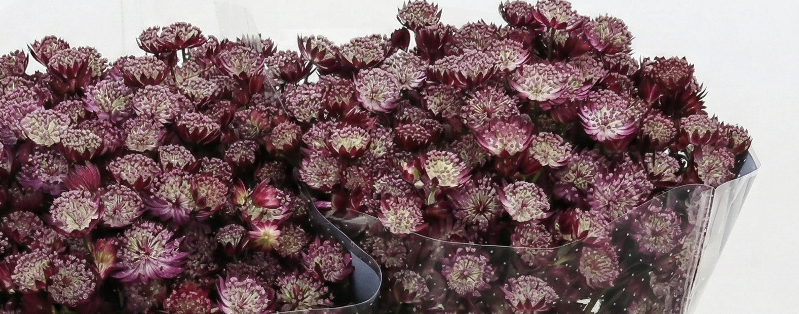 Astrantia (Masterwort): Refined Cut Flowers for B2B | B2B Flowers