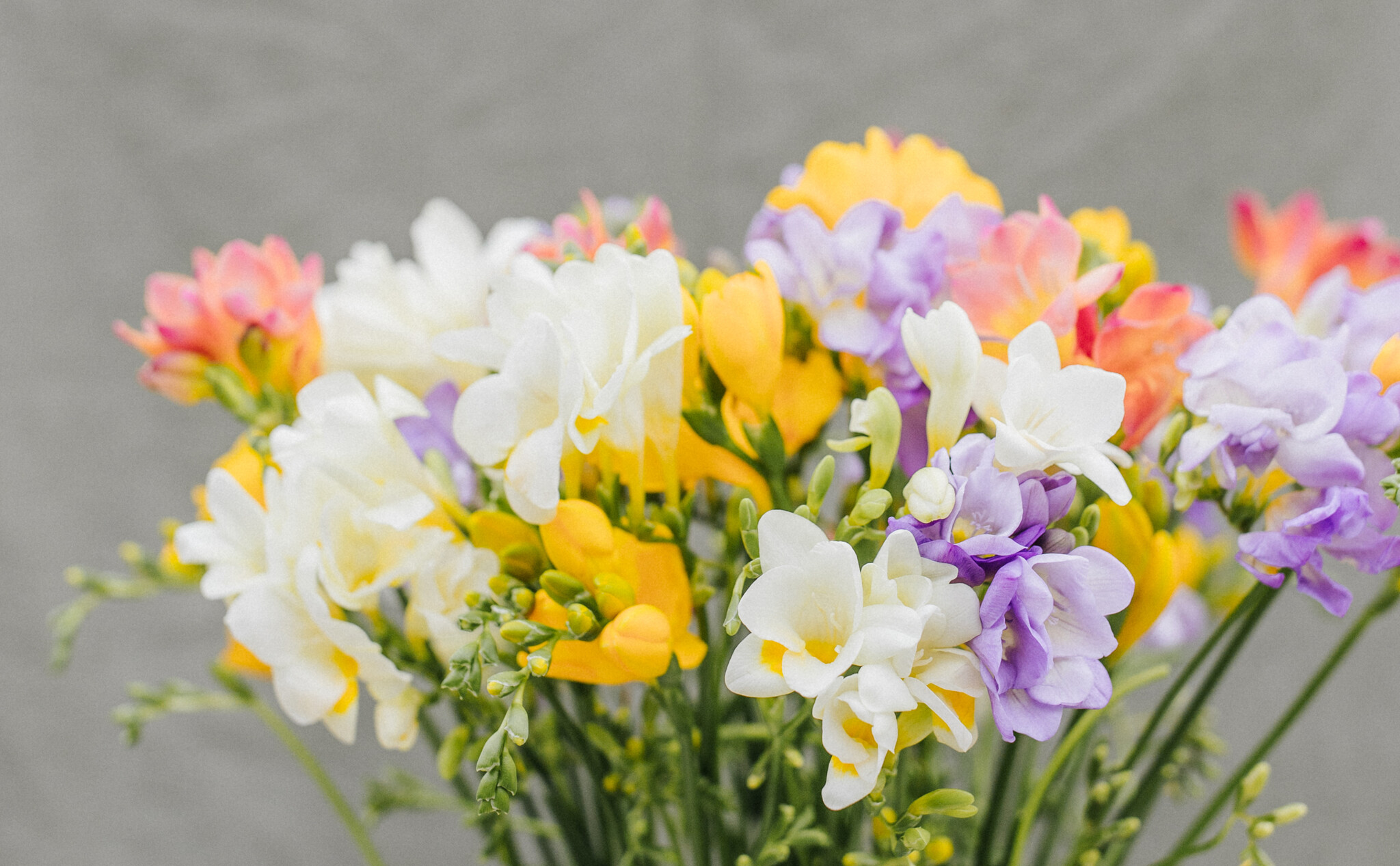 Freesia: Irresistible Perfume for Your Business | B2B Flowers