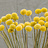 Craspedia (Billy Buttons)