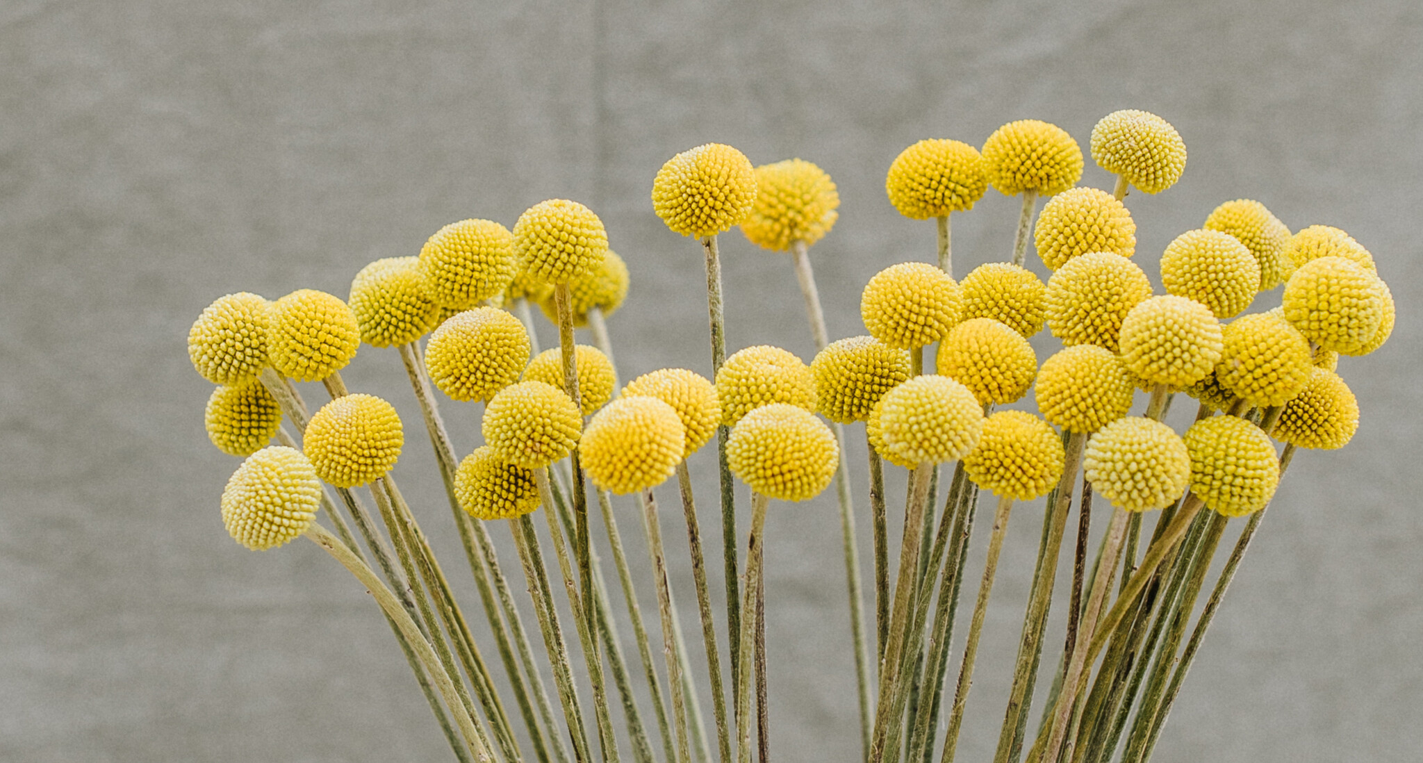 Craspedia (Billy Balls): Yellow Cheerfulness for B2B | B2B Flowers