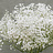Gypsophila (Gypsophile)