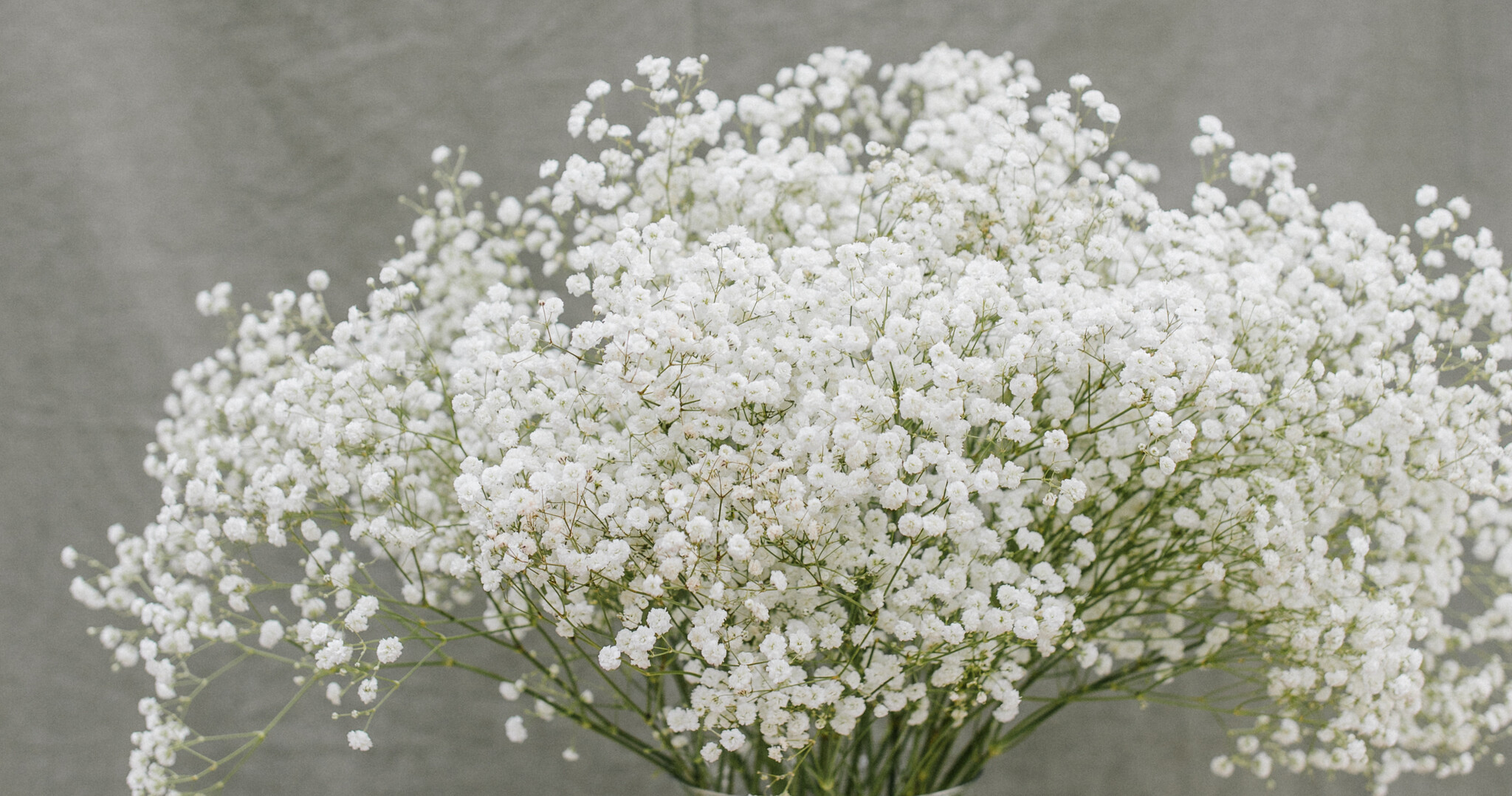 Gypsophila (Baby's Breath): Romantic Clouds for Your Business Creations | B2B Flowers