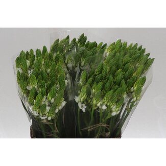 Freshy Ornithogalum Thyrsoides