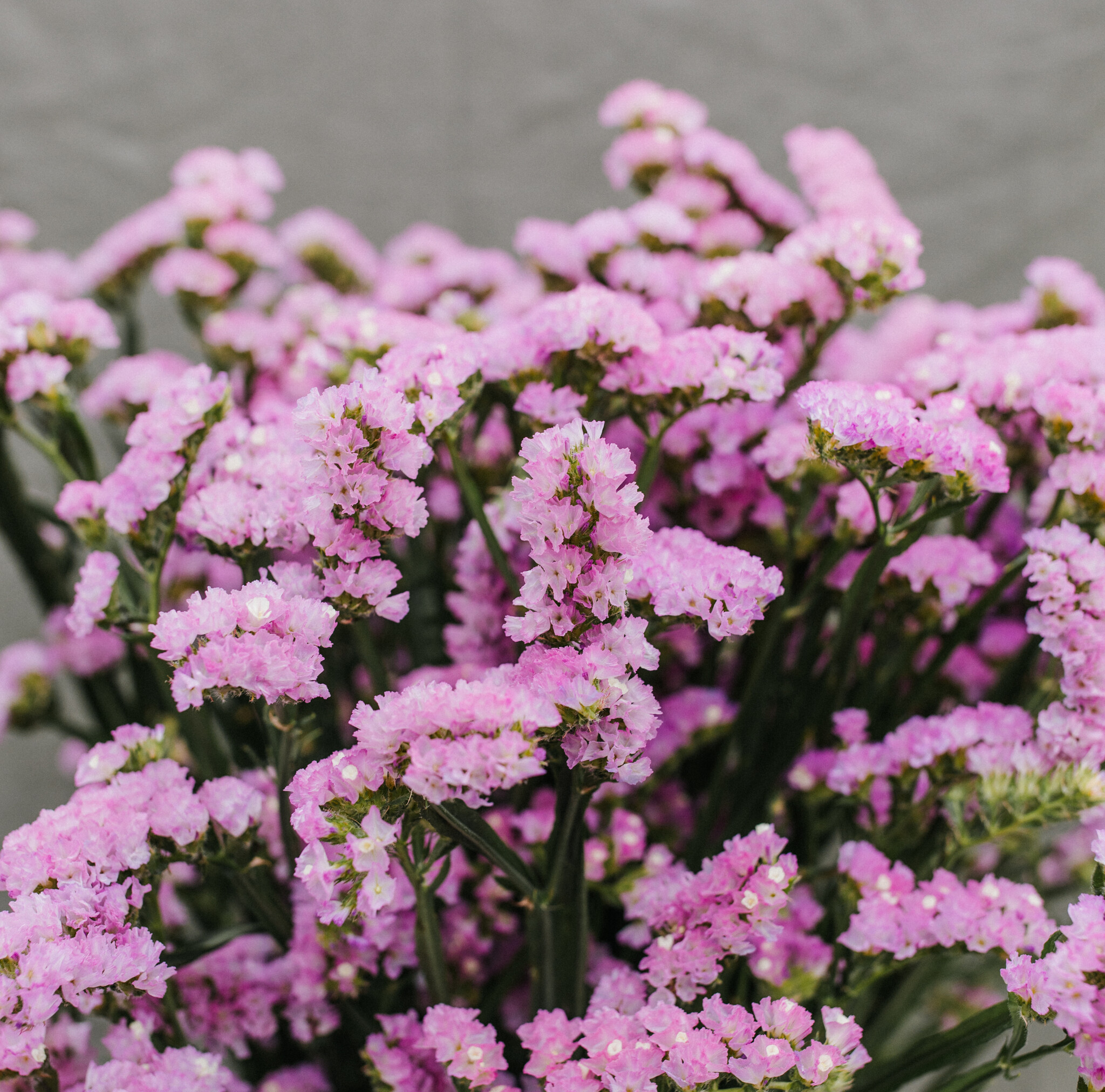 Limonium (Statice): Colorful Clouds for B2B Florists | B2B Flowers