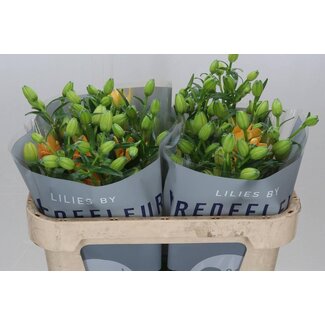 Freshy Lelie As Aqua Dutch Design