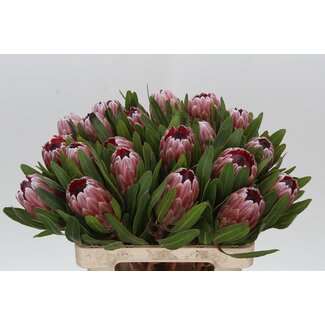 Freshy Protea Pink Ice
