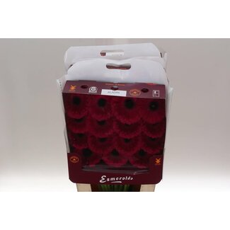 Freshy Ge Aqua .racket Gr Aladin