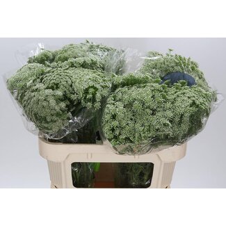 Freshy Ammi vis Casablanca