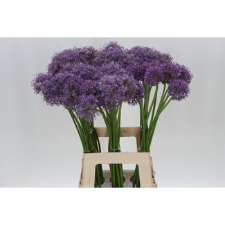 Freshy Allium Gladiator