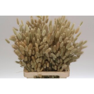 Freshy Lagurus (p. bos)