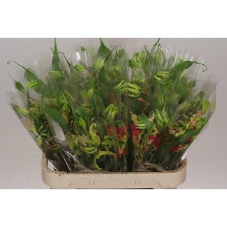 Freshy Gloriosa S Fifty Shades