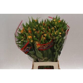 Freshy Asclepias Cu Silky Gold