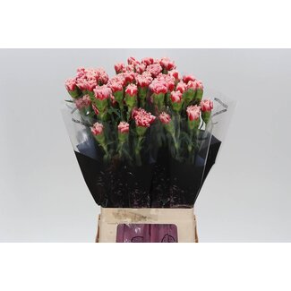 Freshy Anjer Lang Cheerio