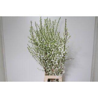 Freshy Prunus Gland Wit Vertakt