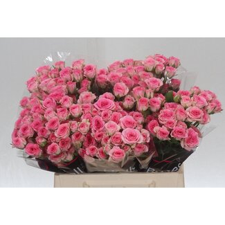 Freshy R tros Tralala Holla