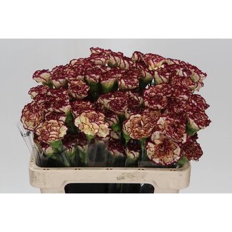 Freshy Anjer Kort Viana