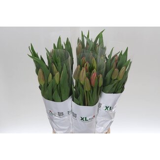 Freshy Tu. En La Romaine (frans)