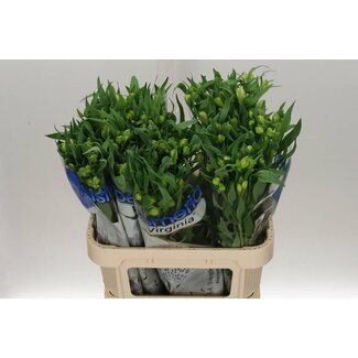 Freshy Alstroemeria Virginia