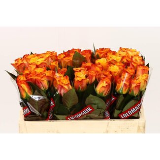 Freshy Rosa Marie-claire