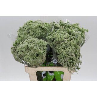 Freshy Ammi vis Casablanca