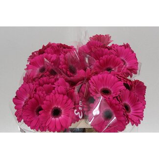 Freshy Gerbera * Rich X10