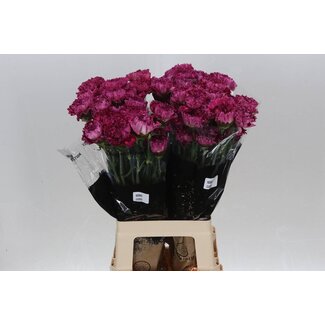 Freshy Anjer Lang Nob Cassis