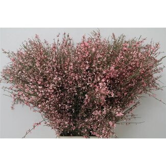 Freshy Ginster Pink 400gr (p. bos)