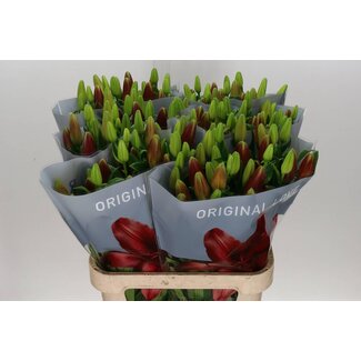 Freshy Lelie Longi x Aziatic Aqua Original Love