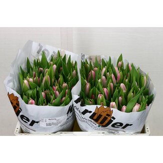 Freshy Tulp enkel Dynasty