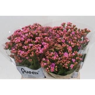 Freshy Kalanchoe Taffy Pink Meadow