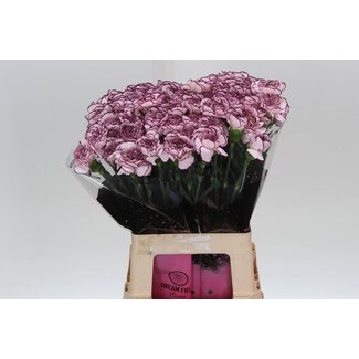 Freshy Anjer Lang Damascus