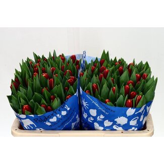 Freshy Tulp enkel Armani