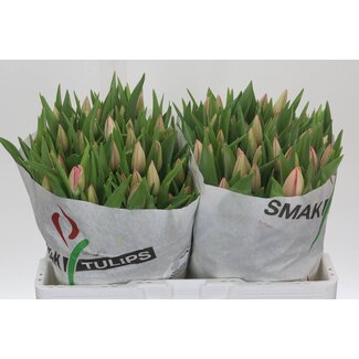 Freshy Tulp enkel Bella Blush